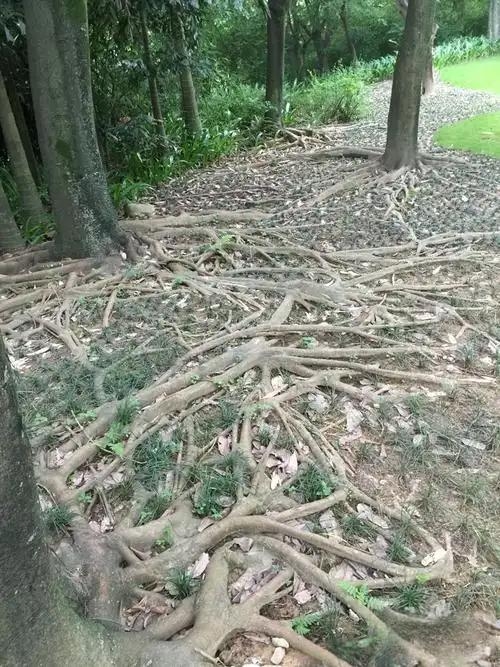 园林绿化废弃物处置指南：资源化利用与环保技术，推动可持续发展