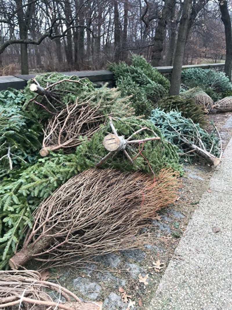 园林绿化废弃物处置指南：资源化利用与环保技术，推动可持续发展