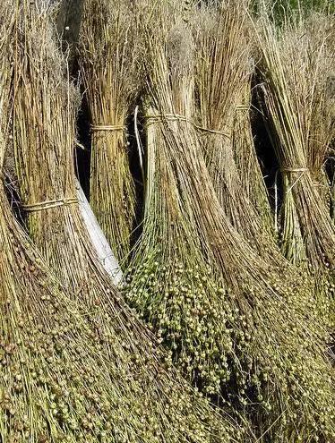 园林绿化废弃物处置指南：资源化利用与环保技术，推动可持续发展