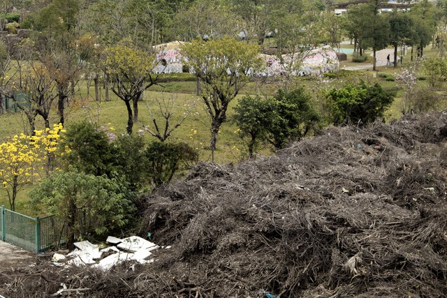 园林绿化废弃物如何变废为宝？科学处理全流程解析，轻松实现环保再利用