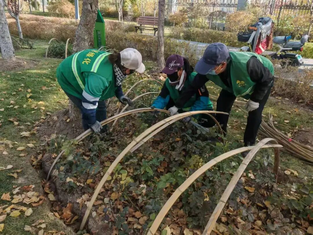 园林绿化冬季怎么防寒？看看这些给树木穿冬衣的妙招