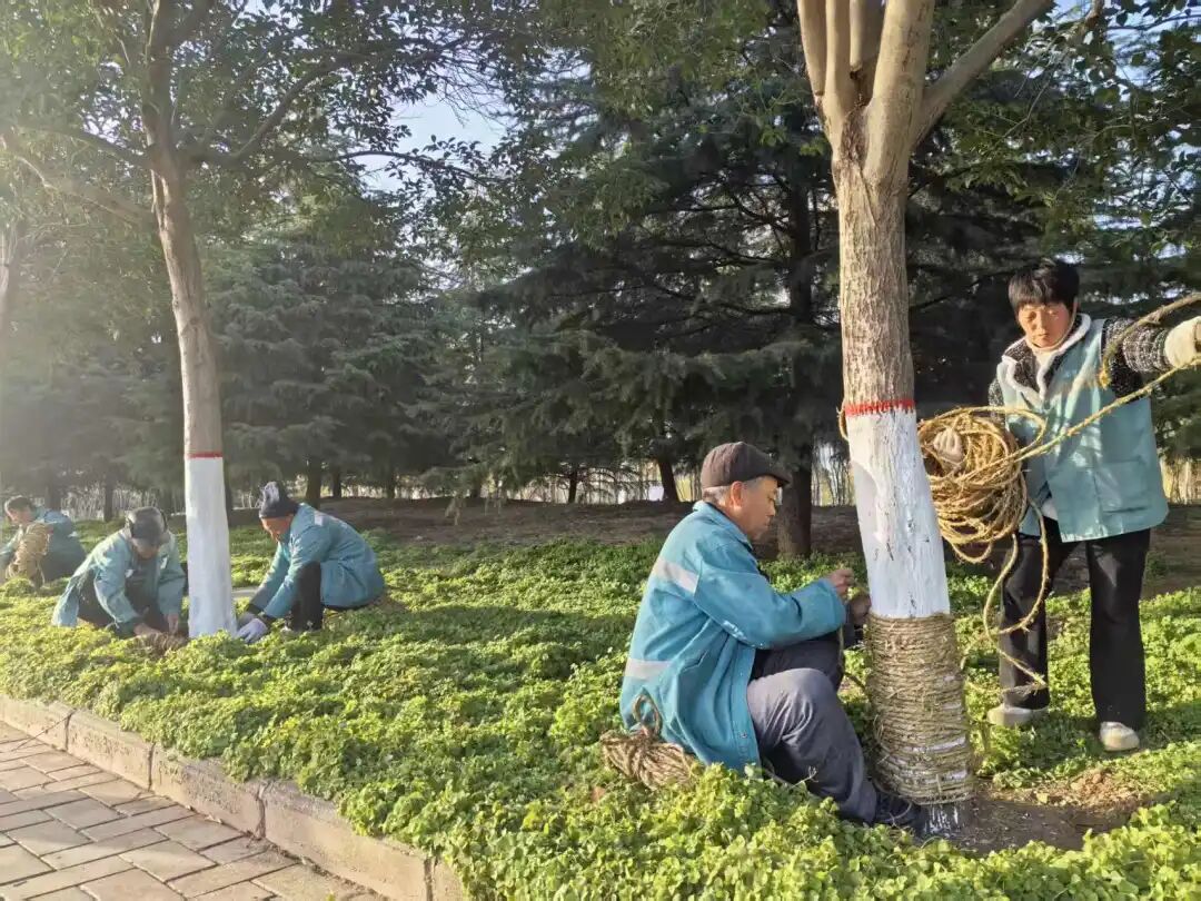 冬季树木如何防寒？园林绿化所这样做，刷白加草绳双层防护保过冬
