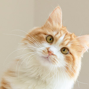 物业移交时，小区没资质的新物业归哪个部门管