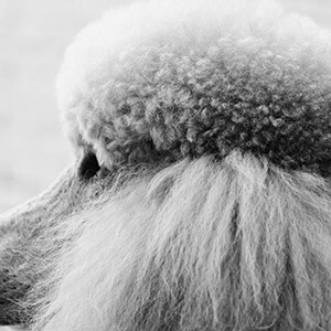 物业移交时，小区没资质的新物业归哪个部门管