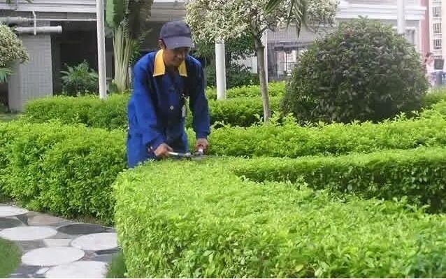 园林绿化养护秘诀：三分栽七分养，苗木成活率关键在这